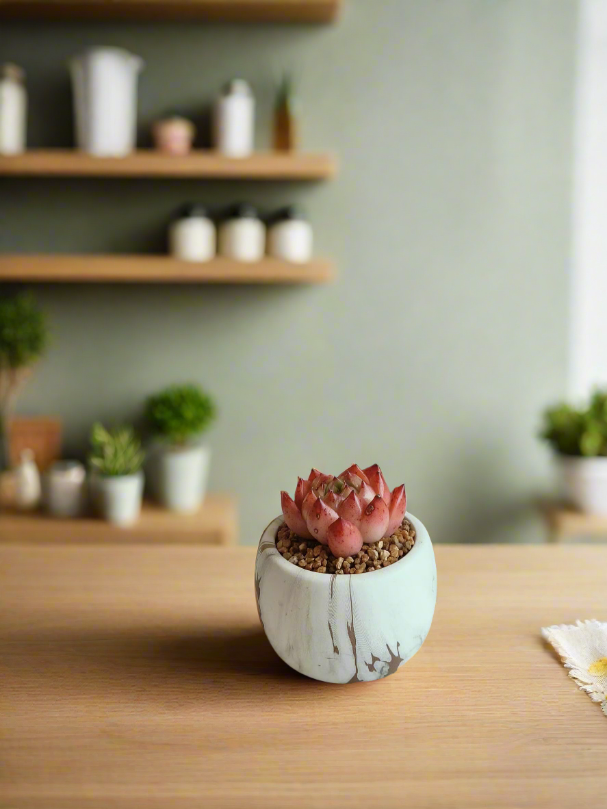 Succulent Mini Round Gold Pot – Echeveria Agavoides 'Romeo'