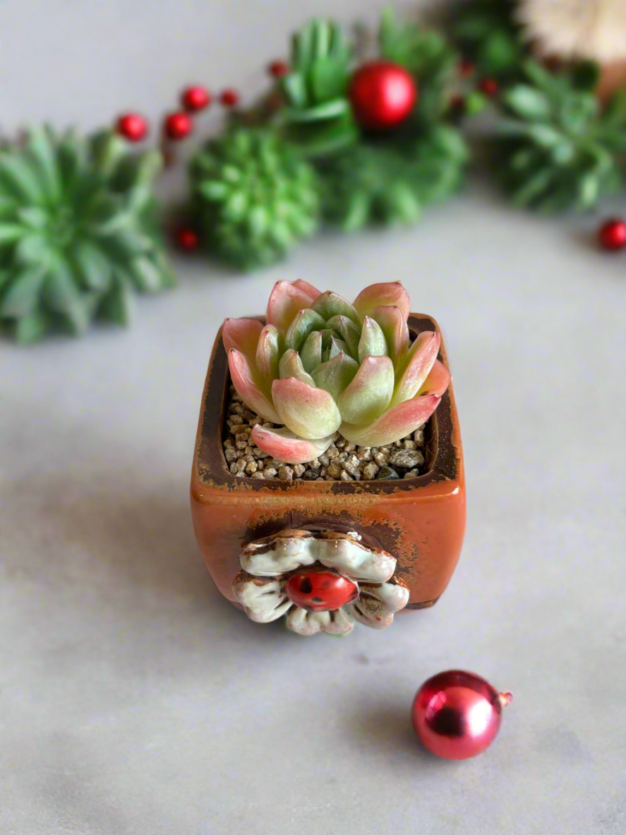 Succulent Ceramic Square Flowerpot Orange – Echeveria Suryeon