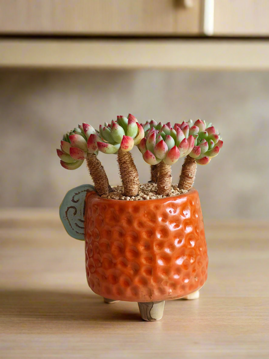 Succulent Enchanted Garden Dragonfly Planter – Sedeveria 'Blue Elf'
