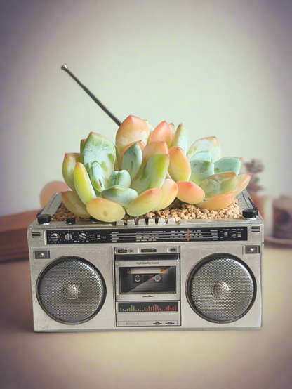 Succulent Retro Boombox – Echeveria Hybrid