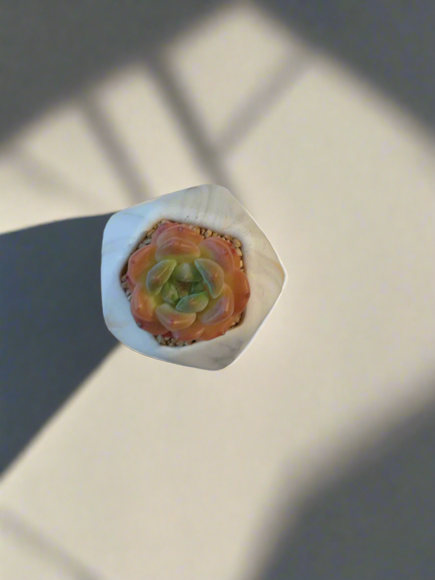 Succulent Mini Octagon Gold - Echeveria Suryeon - SlowBloomGreens