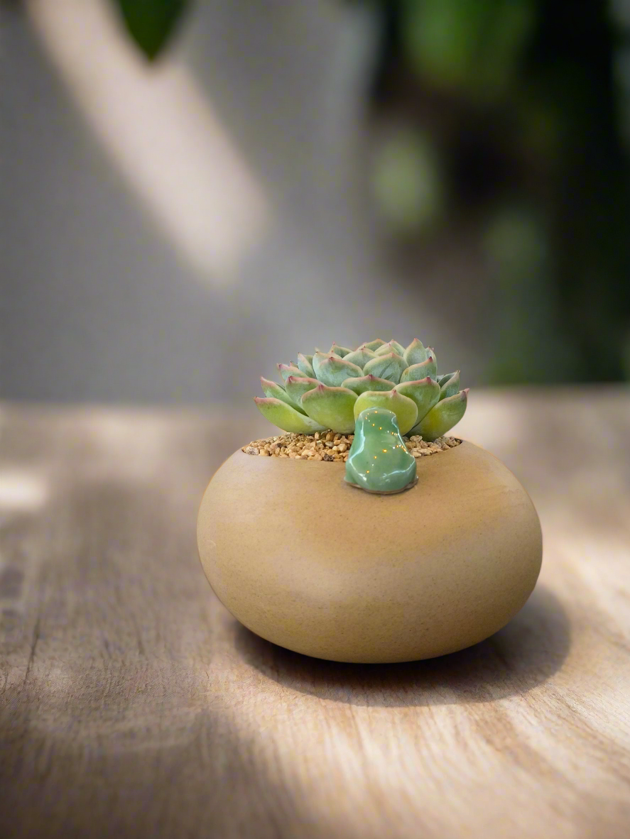 Succulent Frog Planter – Echeveria 'Onslow' - SlowBloomGreens
