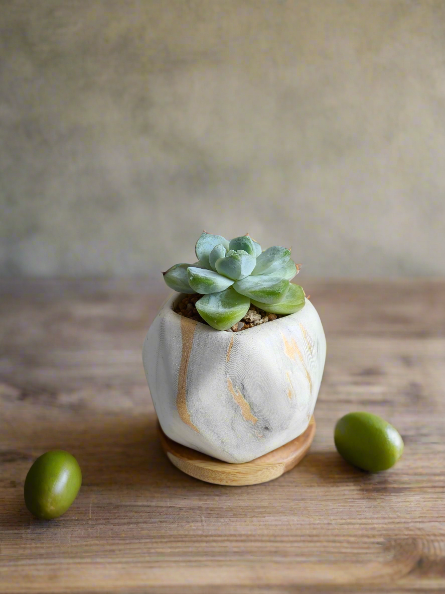 Succulent Mini Octagon Gold - Echeveria Ice Green