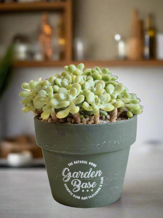 Succulent Rustica Garden – Tiscalatengo Gorge Sedum showcasing vibrant green leaves.