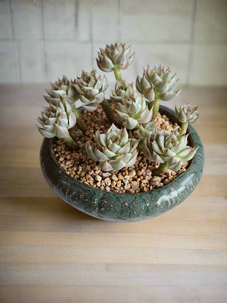 Succulent Rustica Ceramic Pot – Echeveria Halbingeri