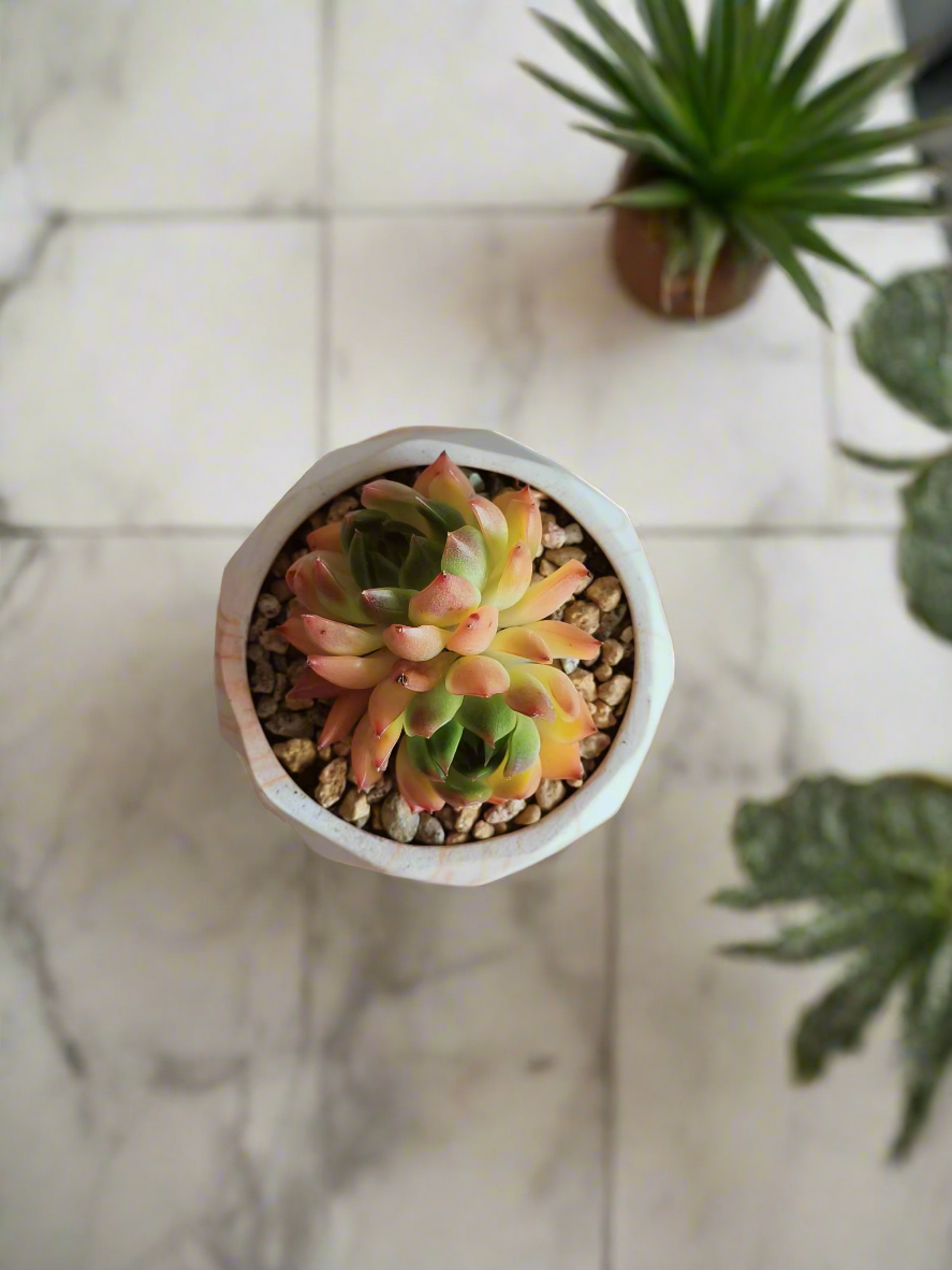 Close-up of the coaster designed to complement the Succulent Harmony Orange Pot – Echeveria Agavoides 'Lipstick.'