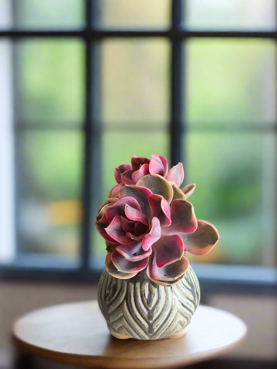 Succulent Rustic Pot Ash  – Echeveria Rainbow - SlowBloomGreens