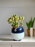 Succulent Sakura Blue - Sedum Lucidum - SlowBloomGreens