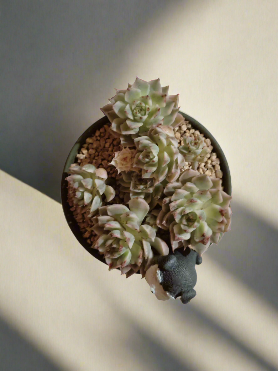 Succulent Speckled Terracotta Schnauzer Pot - Echeveria Halbingeri - SlowBloomGreens