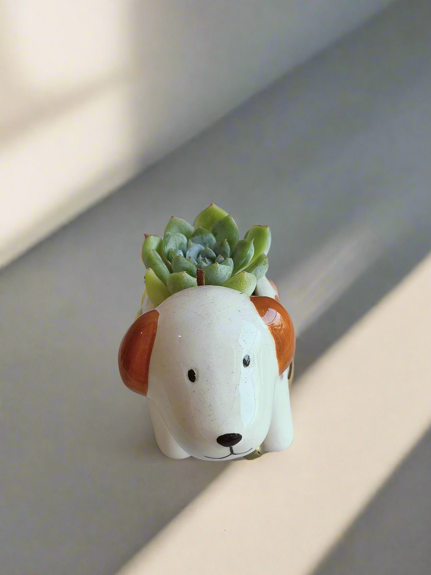 Succulent Puppy Jack Russell Terrier Pot - Echeveria Ice Green - SlowBloomGreens