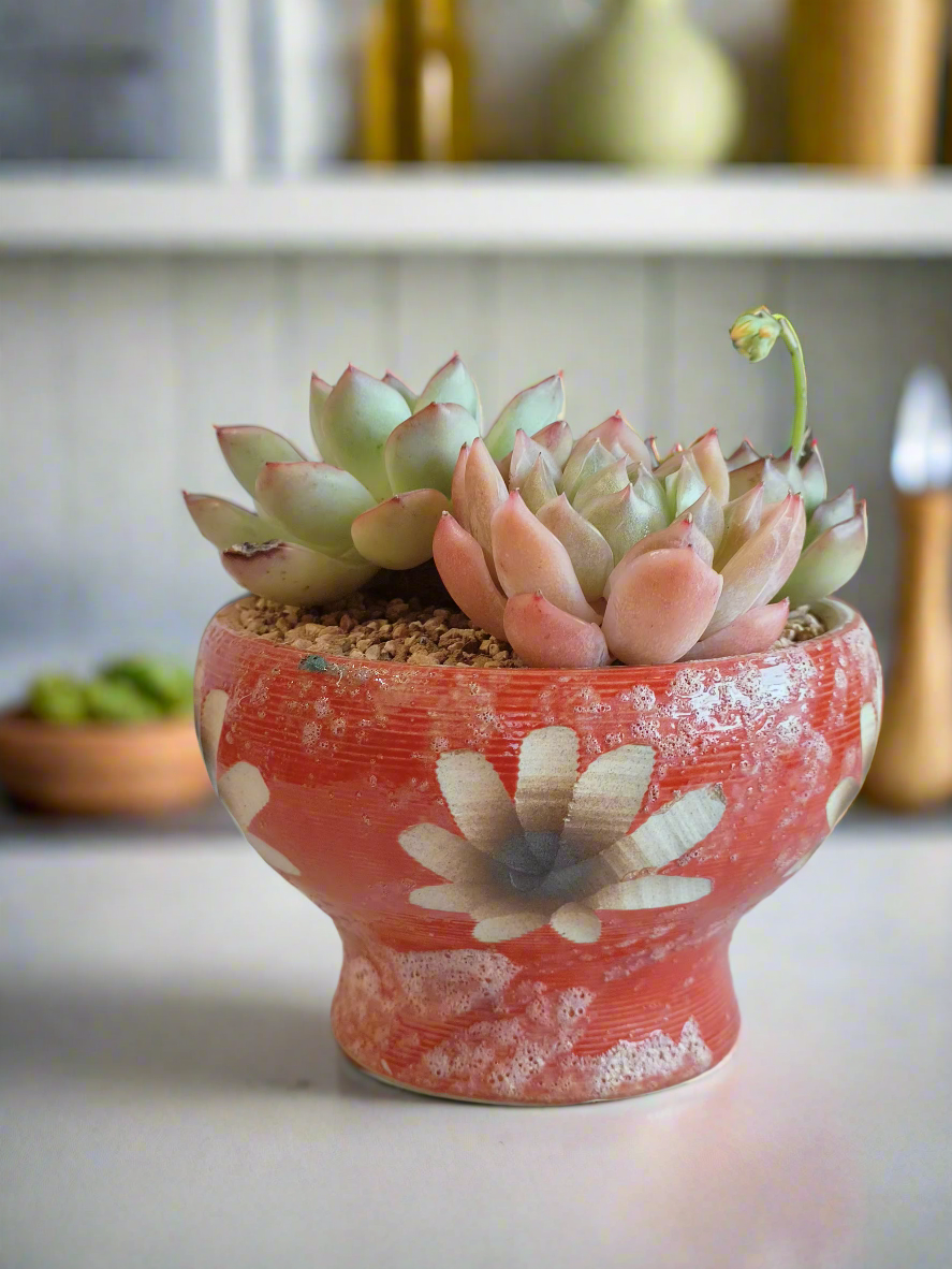 Cny - SlowBloomGreens