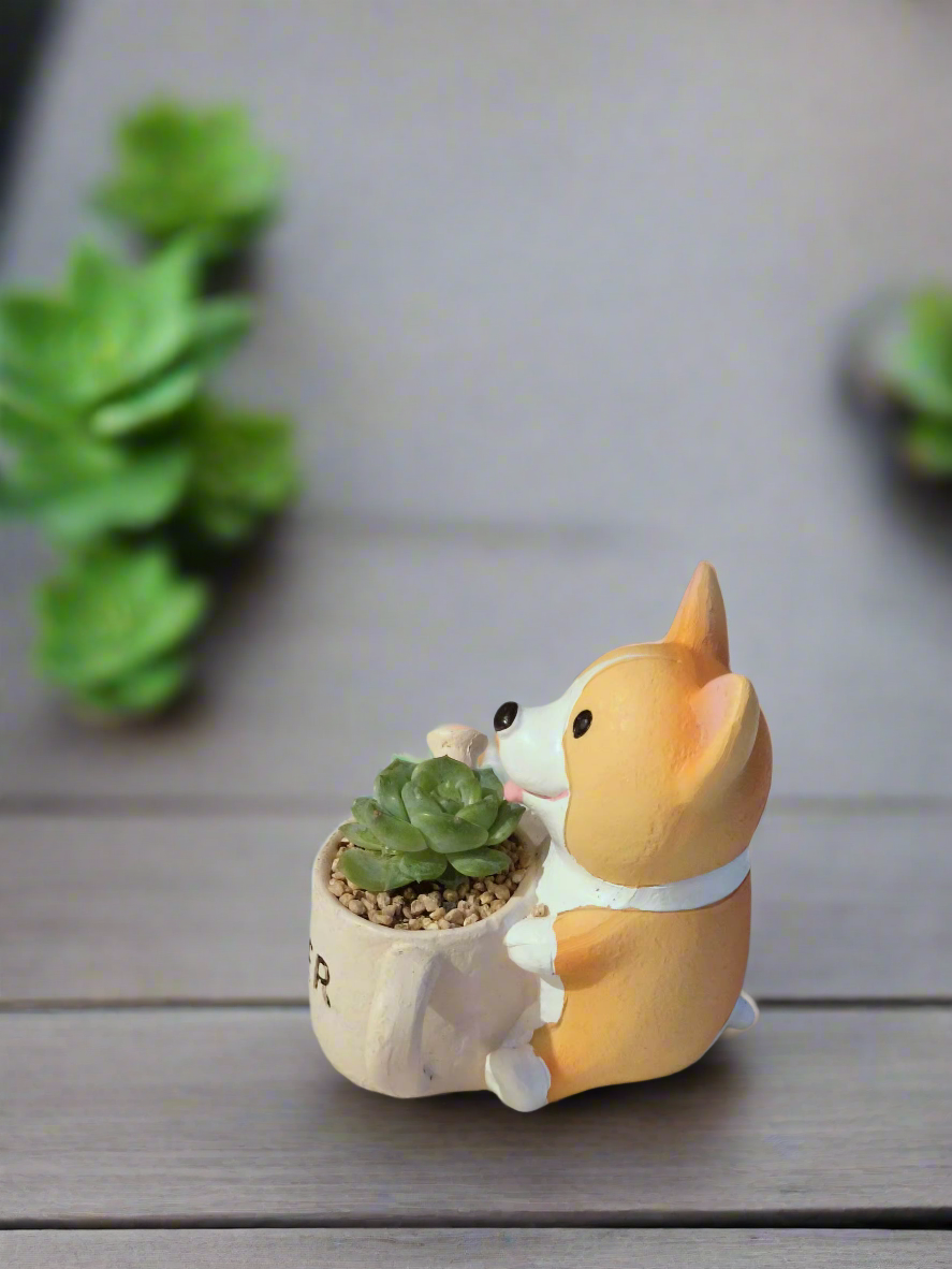 Succulent Charming Corgi - Echeveria Ice Green