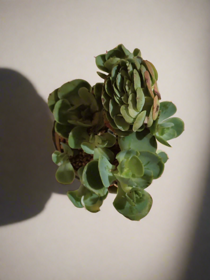 Succulent Rustica Pot- Echeveria Peach Pride - SlowBloomGreens