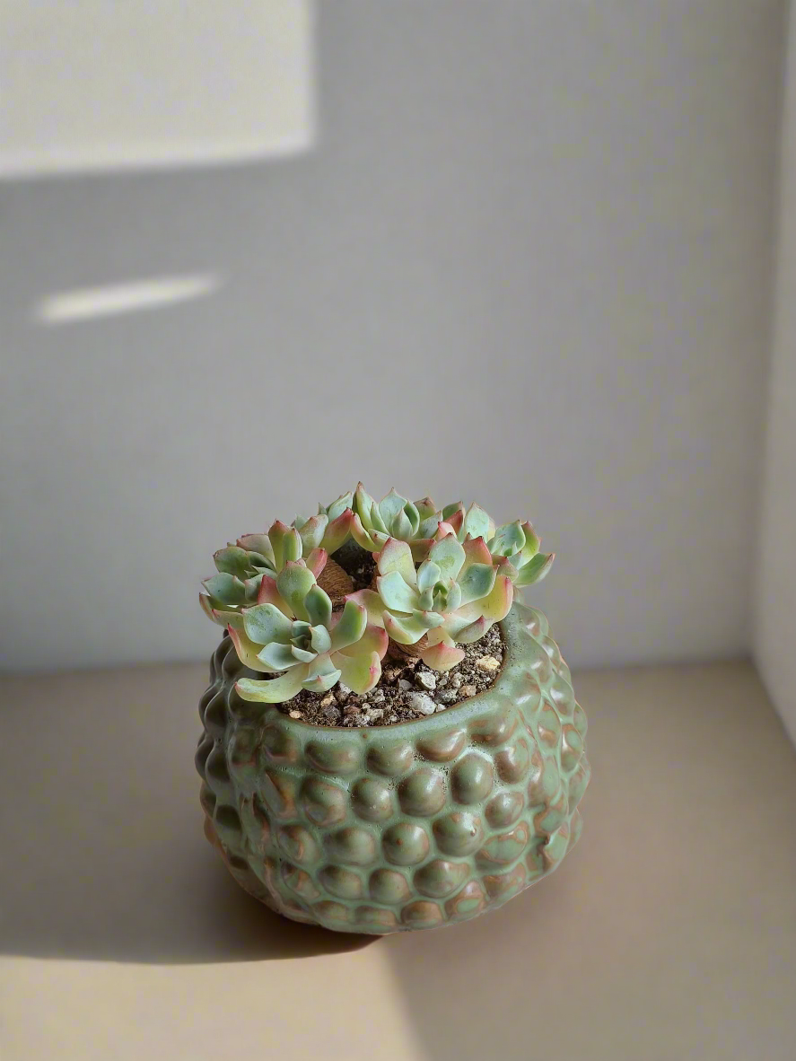 Unique display of Echeveria Elegans in fun hedgehog planter