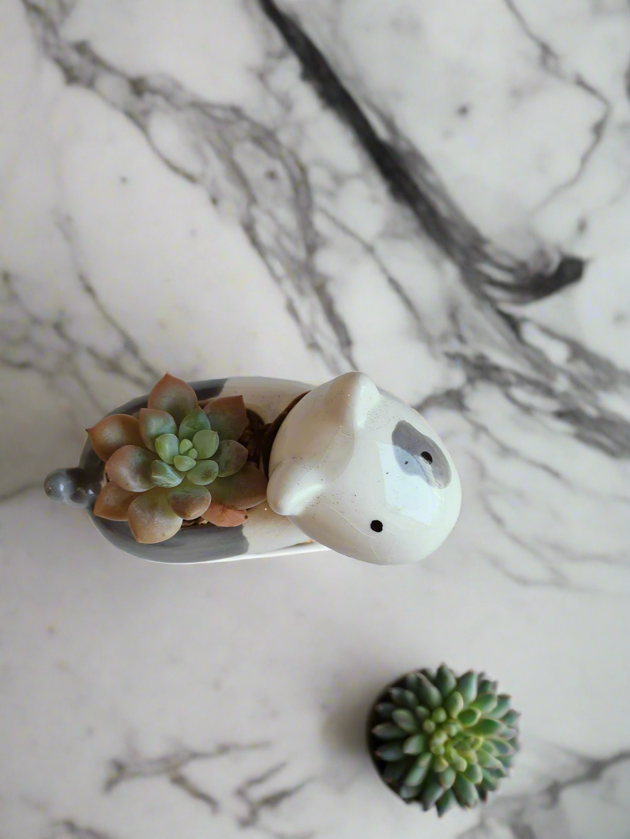 Succulent Puppy Bull Terrier - Graptoveria Opalina - SlowBloomGreens