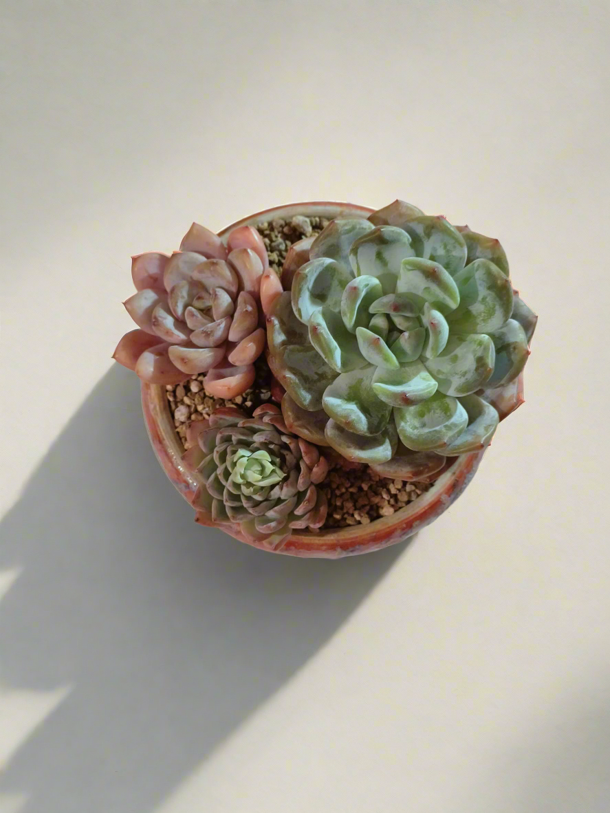 Succulent Moonlit Bloom Pot – Mottled Red with Echeveria Orange Monroe & Friends