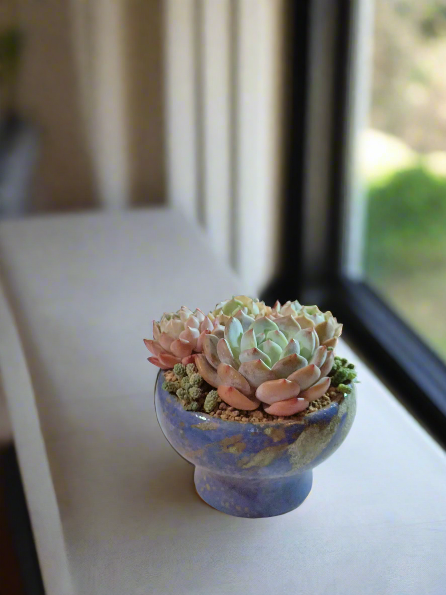 Succulent Moonlit Bloom Pot – Ocean Blue with Echeveria Orange Monroe & Friends