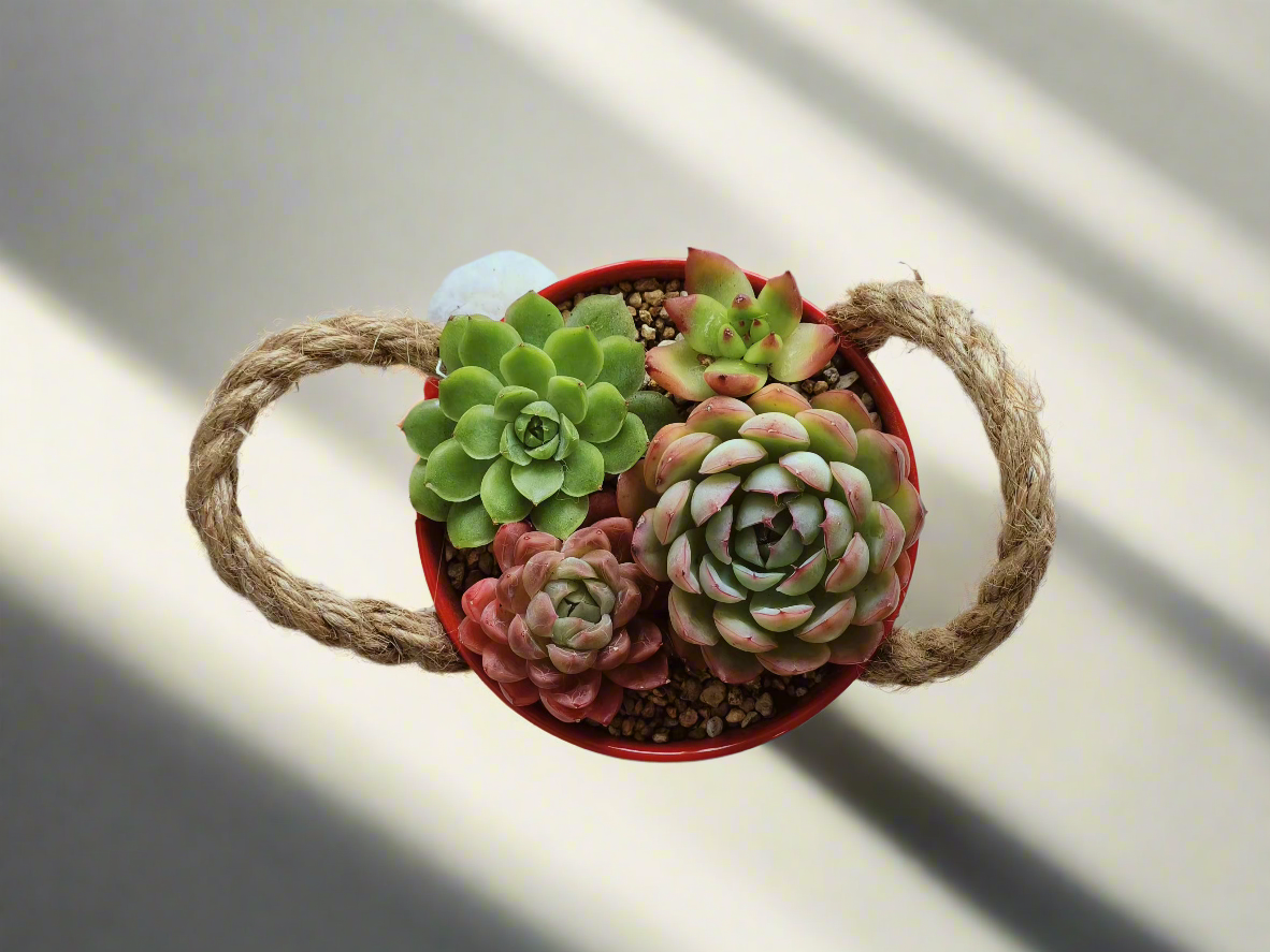 Succulent Festive Garden Charm Red pot - SlowBloomGreens