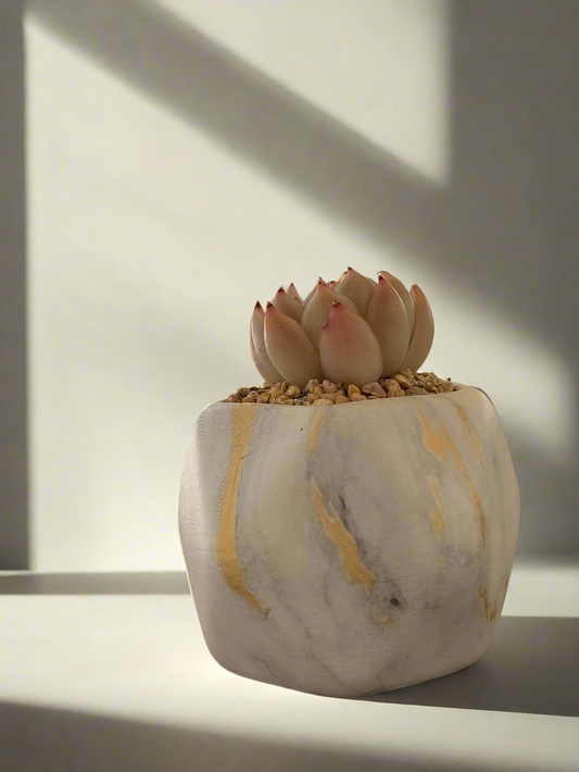 Succulent Mini Octagon Gold Pot - Echeveria 'White Queen'