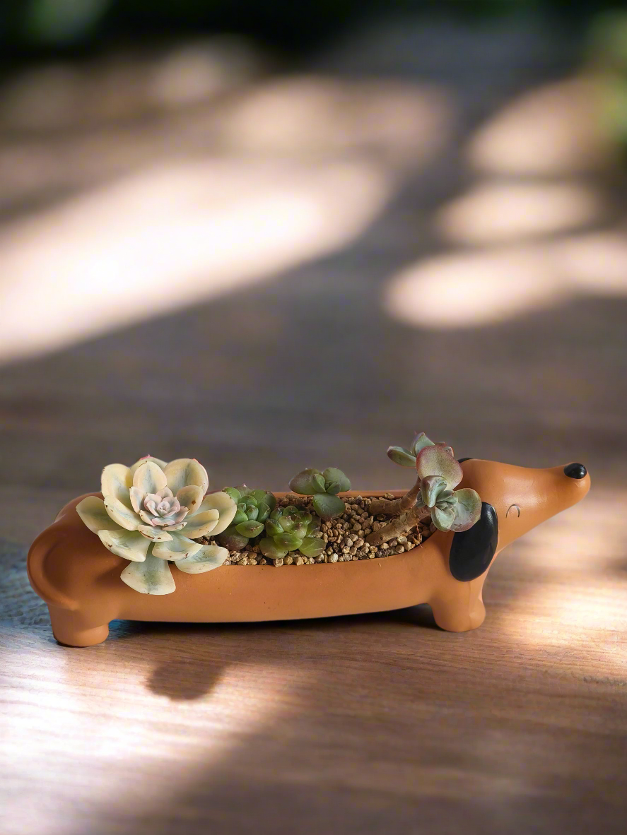 Succulent Daunchund Pot - Echeveria agavoides 'Akaihosi' & friends - SlowBloomGreens