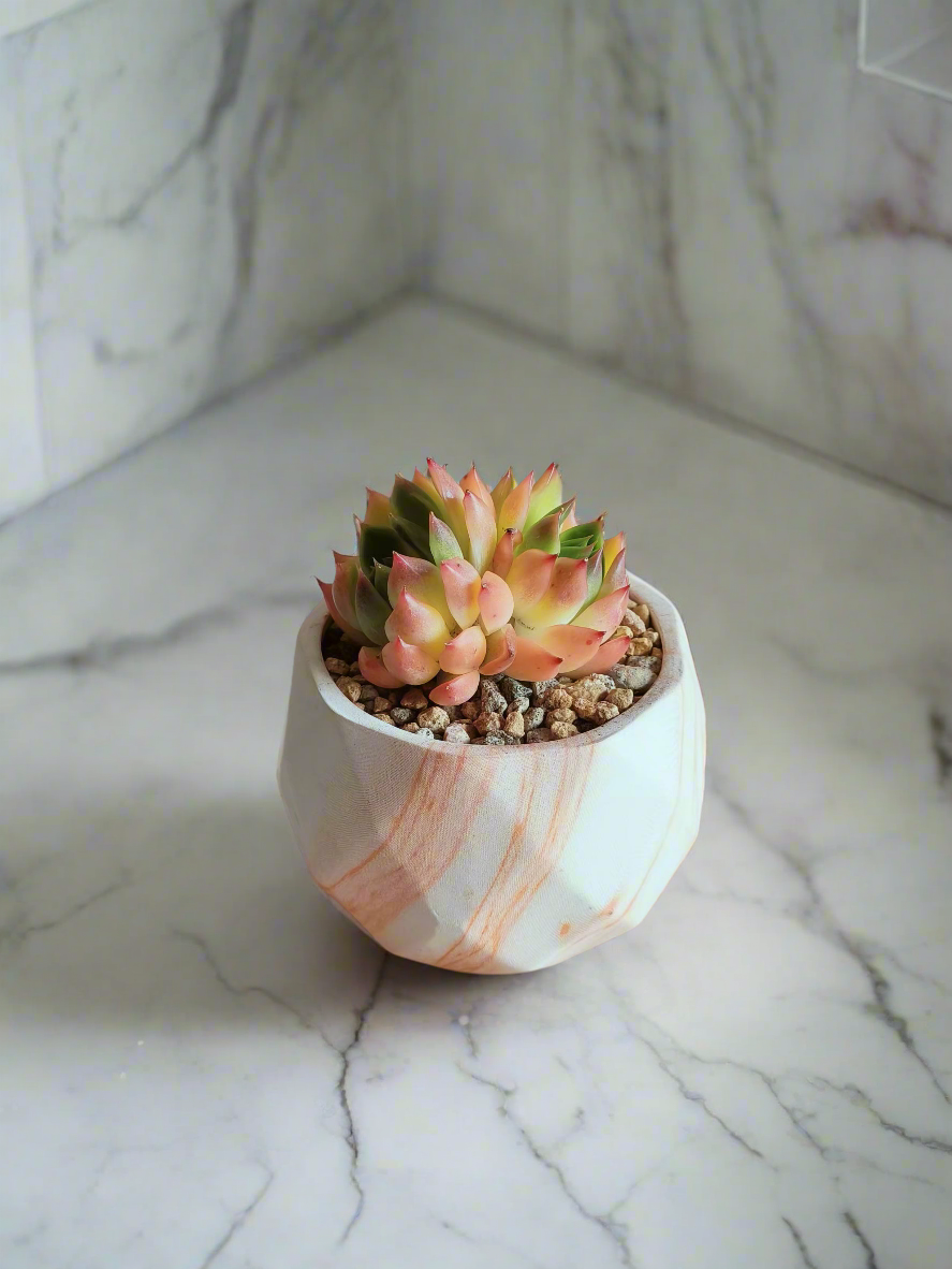 Charming coaster accompanying the Succulent Harmony Orange Pot – Echeveria Agavoides 'Lipstick' in marble pot.