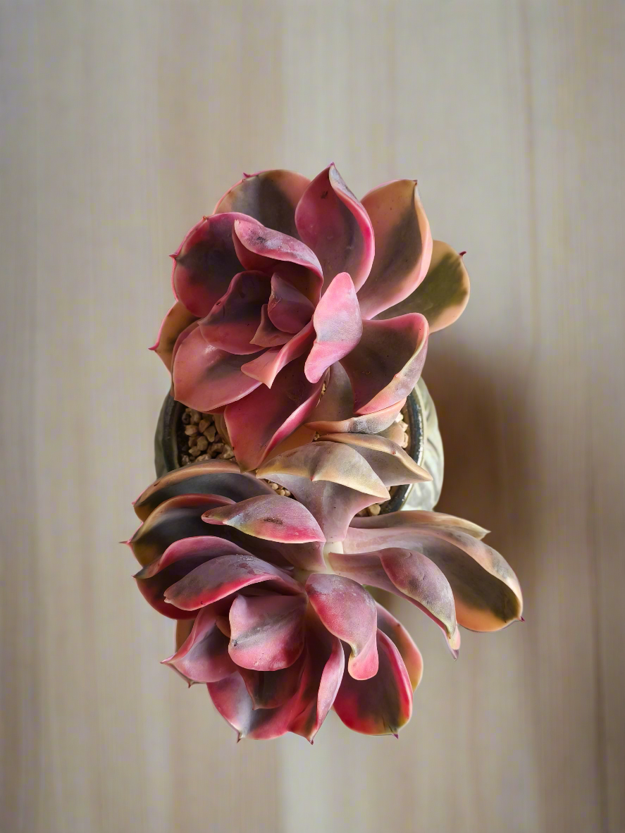 Succulent Rustic Pot Ash  – Echeveria Rainbow - SlowBloomGreens