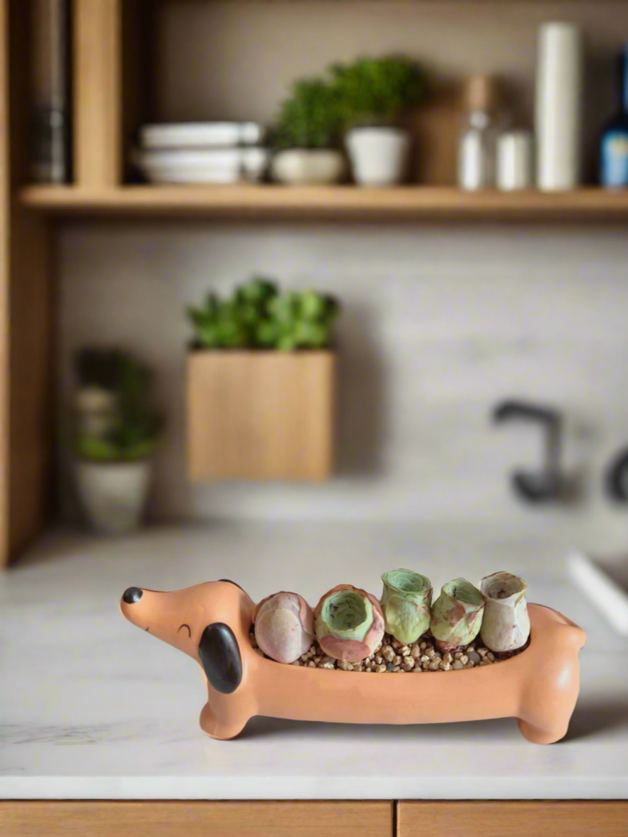 Succulent Daunchund - 5 Mountain Roses 'Greenovia' (Lilac & Green) - SlowBloomGreens