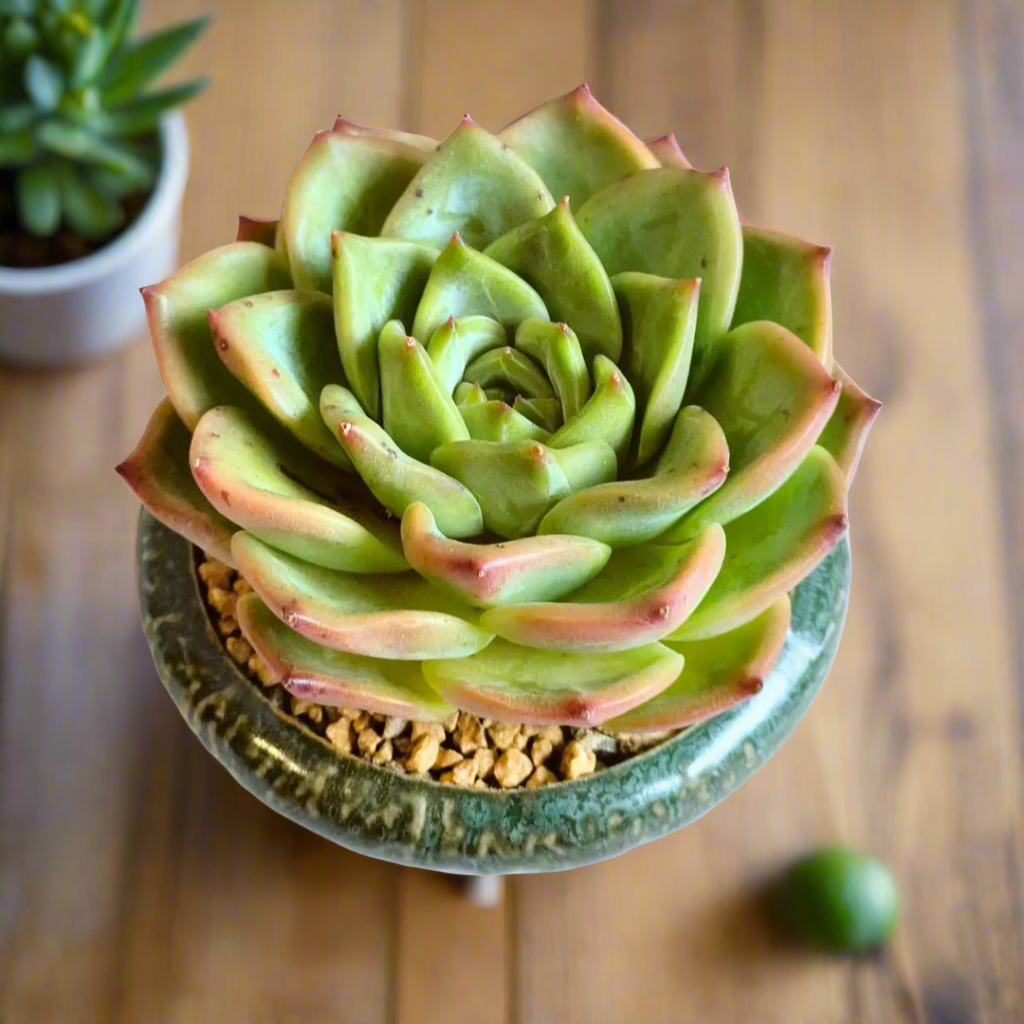 Detailed shot of the Succulent Rustica Ceramic – Echeveria Chihuahua with soft green leaves.