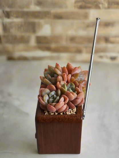 Succulent Retro Radio – Echeveria 'Pink Ariel Crest' & Echeveria Hybrid
 🎵📻🌿