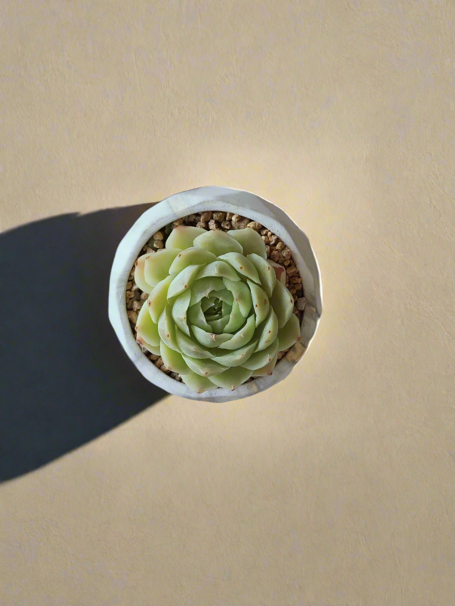 Succulent Classic Marble Gold - Echeveria Onslow