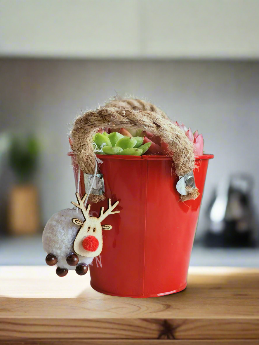 Succulent Festive Garden Charm Red pot - SlowBloomGreens