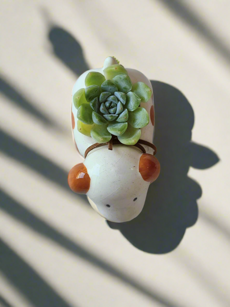 Succulent Puppy Jack Russell Terrier Pot - Echeveria Ice Green - SlowBloomGreens