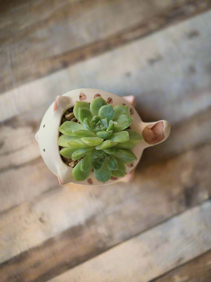 Top view of Succulent Cat Pot - Double-headed Echeveria Cat's Claw