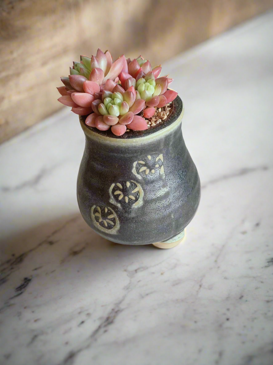 Succulent Rustic Pot Glow Grey - Echeveria 'Ruby Donna