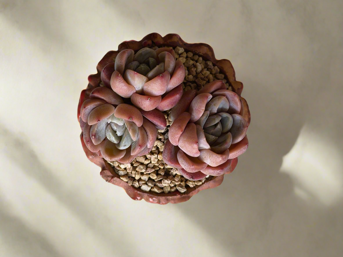 Succulent Rustica Ceramic Red – Echeveria hybrid