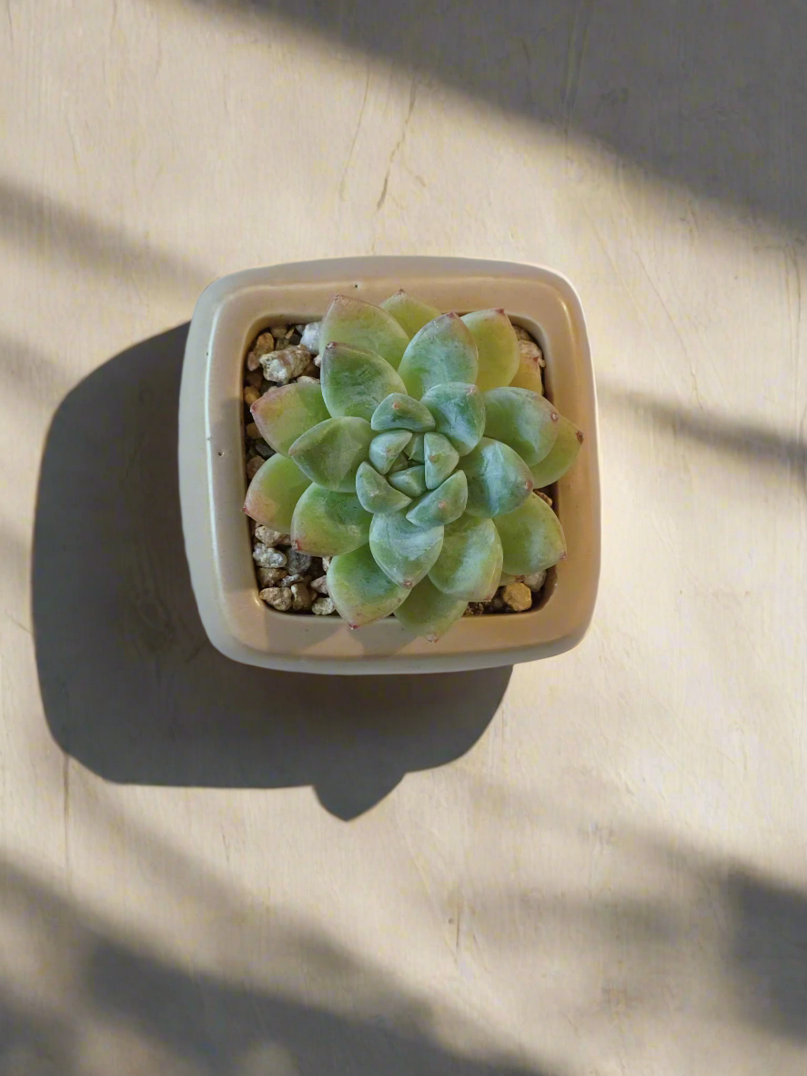 Succulent Serene Square Khaki – Echeveria Agavoides