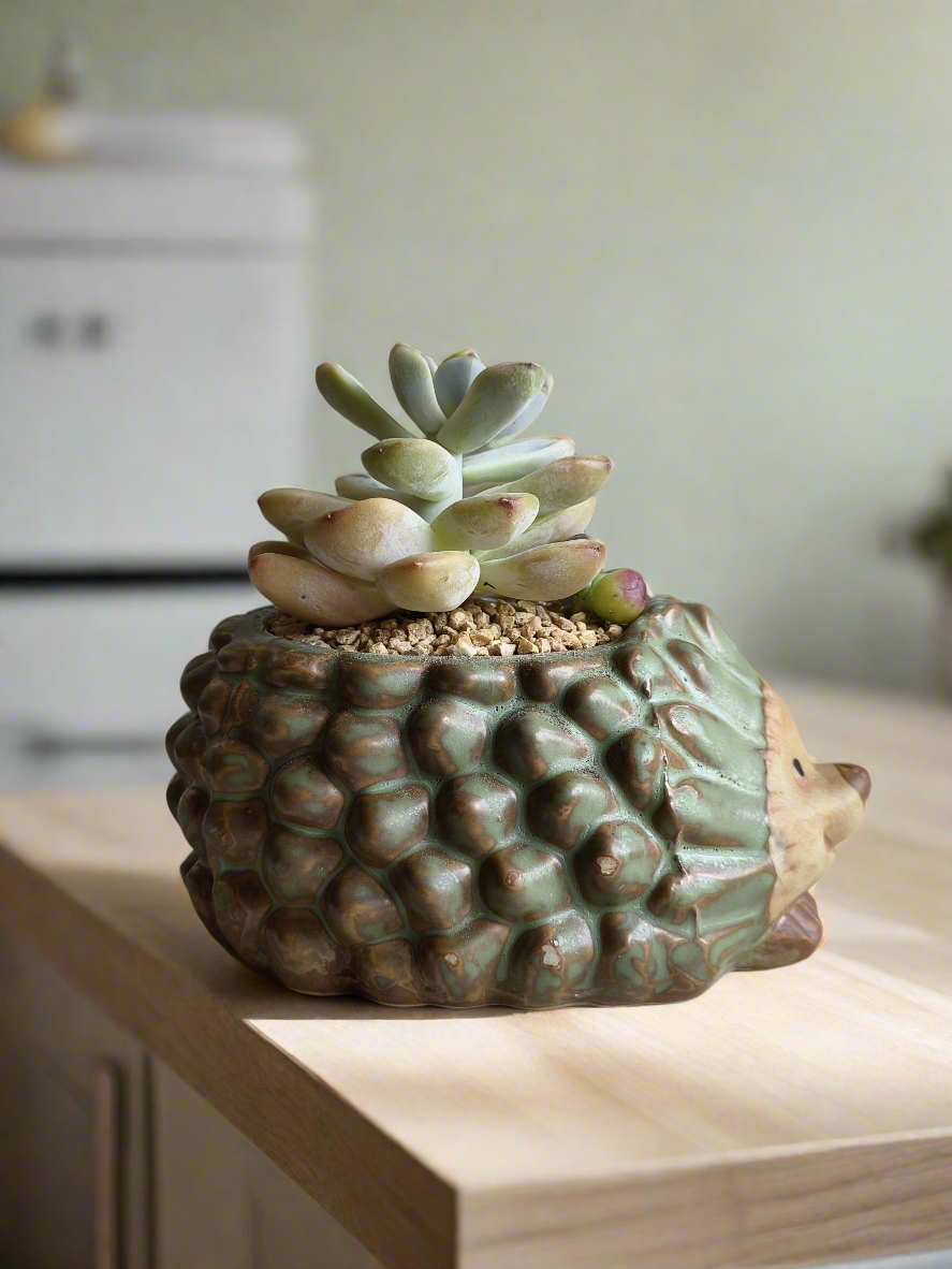 Succulent Hedgehog Pot - Pachyphytum