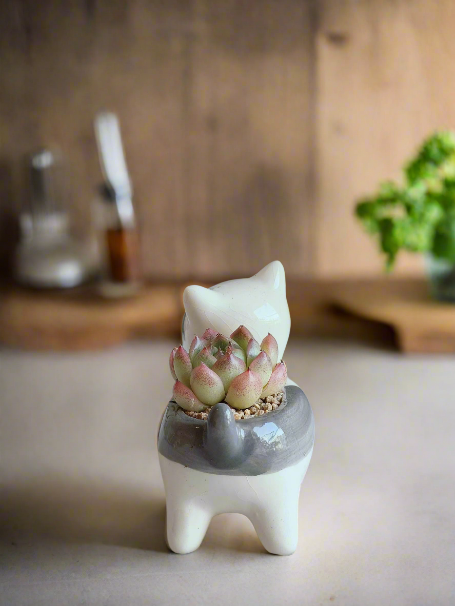 Succulent Puppy Bull Terrier - Echeveria Suryeon - SlowBloomGreens