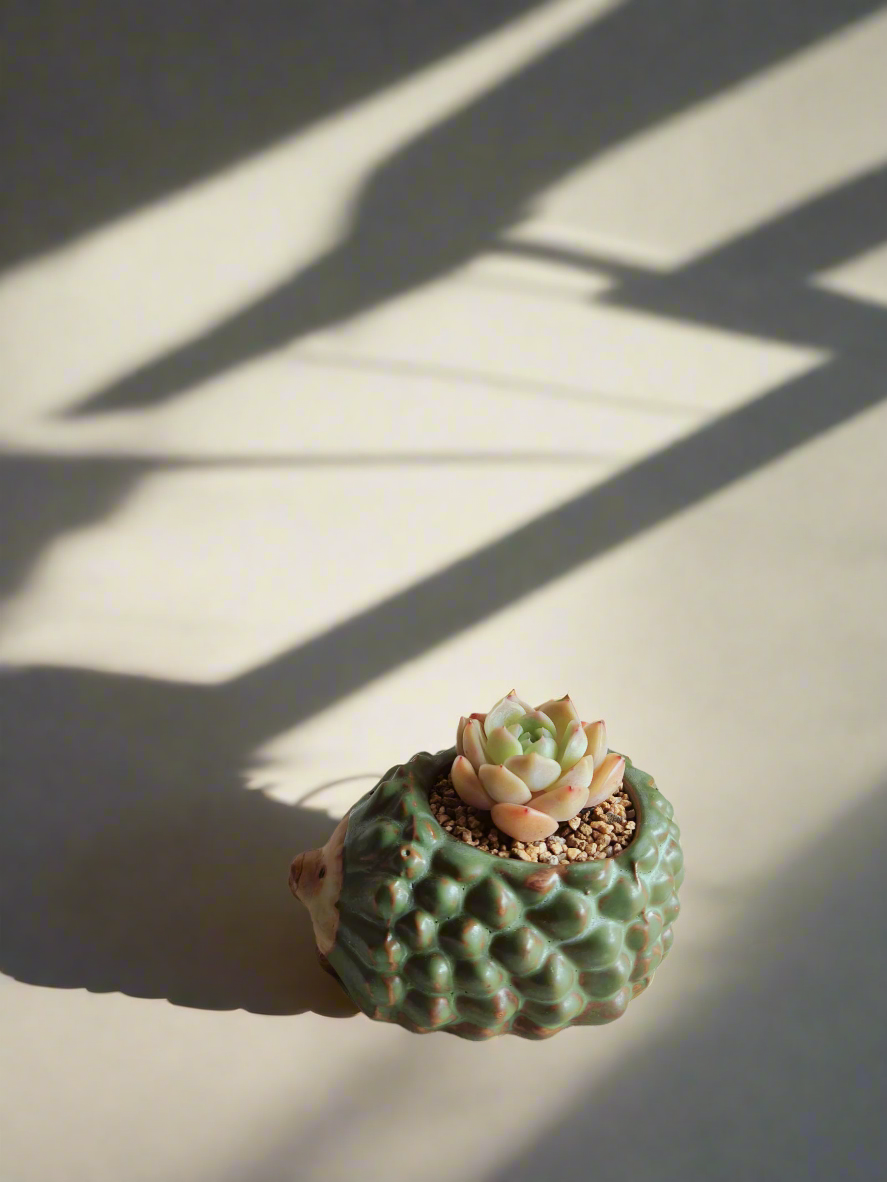 Succulent Hedgehog Pot - Echeveria Elegans 'Raspberry Ice'