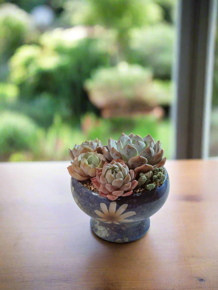 Succulent Moonlit Bloom Pot – Ocean Blue with Echeveria Orange Monroe & Friends