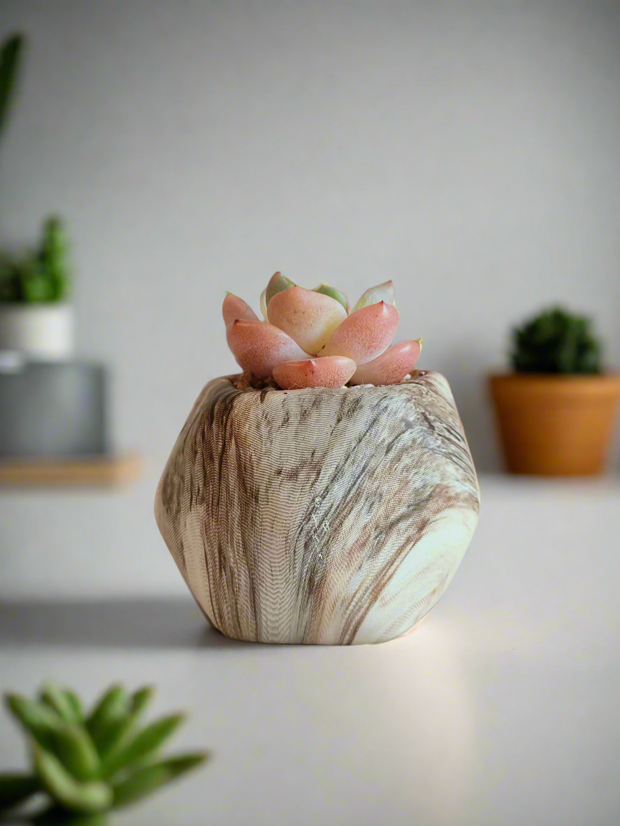 Close-up of the Echeveria Suryeon rosettes in the Mini Octagon Brown Pot.