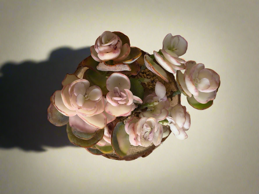 Succulent Natural Wood Log Pot - Kalanchoe Marnieriana - SlowBloomGreens