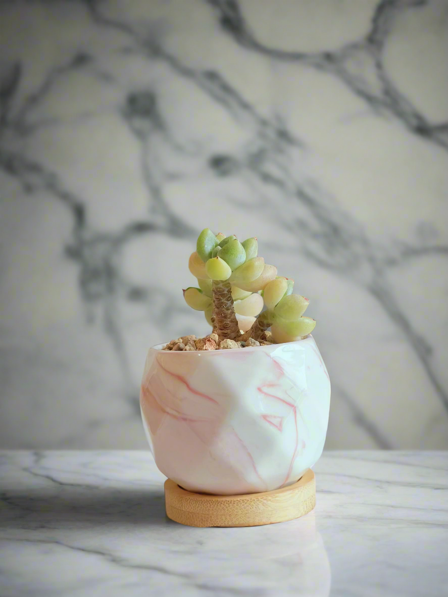 Succulent Petite Bliss Pink - - SlowBloomGreens