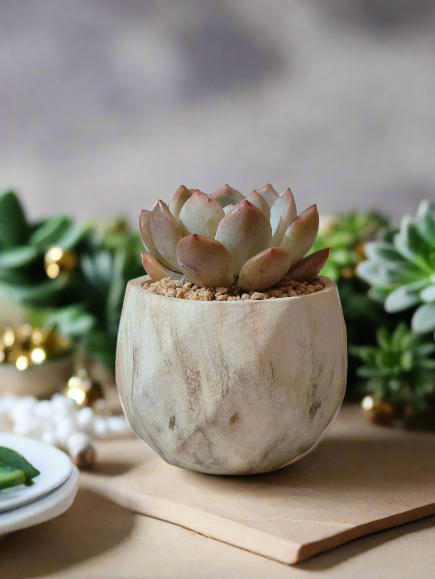 Succulent Classic Marble Brown Pot – Echeveria Laui