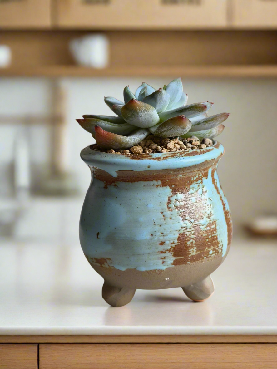 Succulent Rustic Serenity Pot – Echeveria 'Blue Bird'