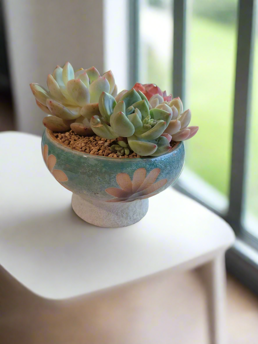 Succulent Moonlit Bloom Pot – Skyward Blue with Echeveria Laui & Friends