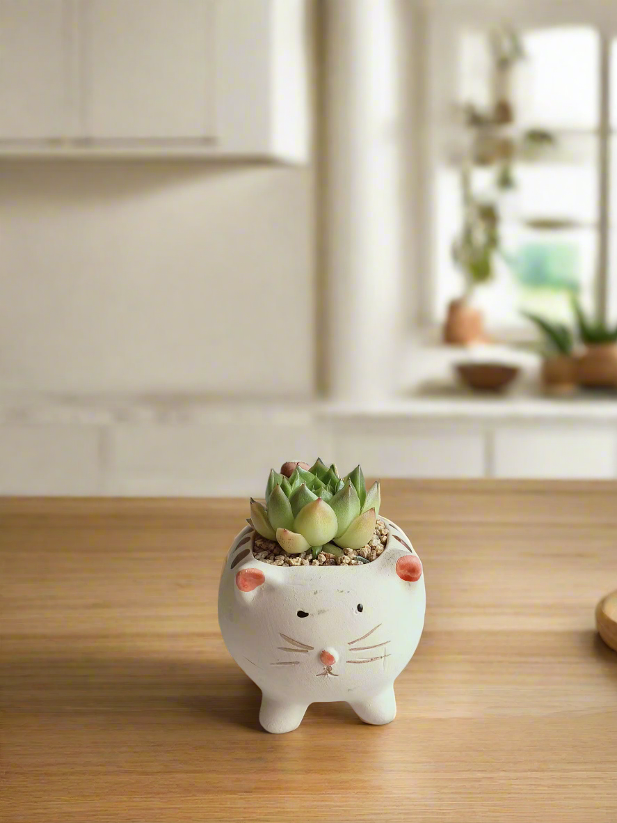 Close-up of the Succulent Cat Planter - Echeveria Agavoides with spiky leaves.