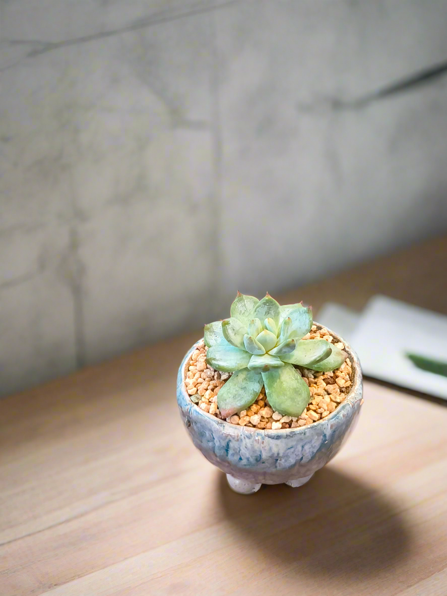 Succulent Misty Lavender Ombre Rustic Mini Planter – Echeveria Bluebird