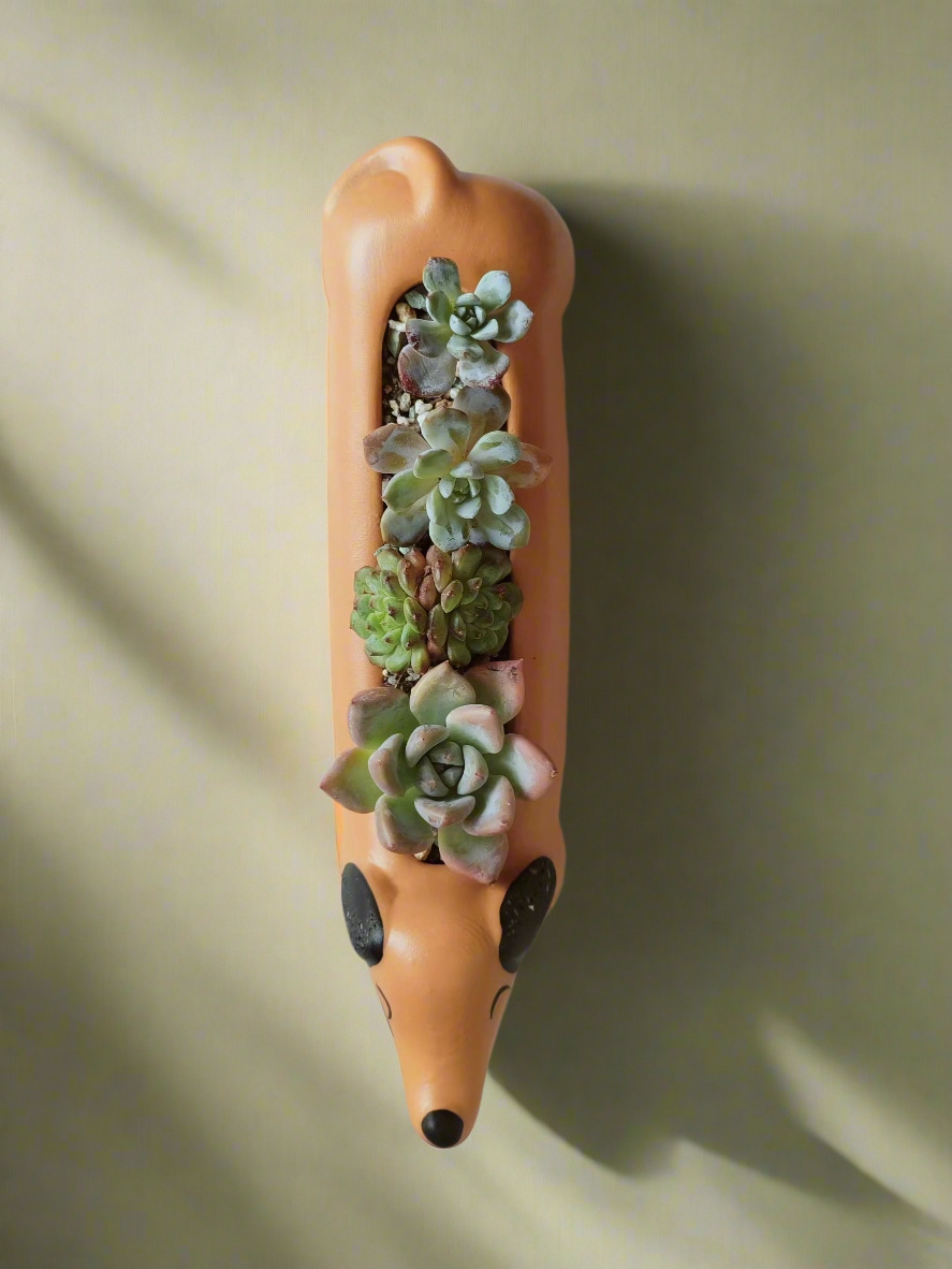 Succulent Daunchund - various - SlowBloomGreens