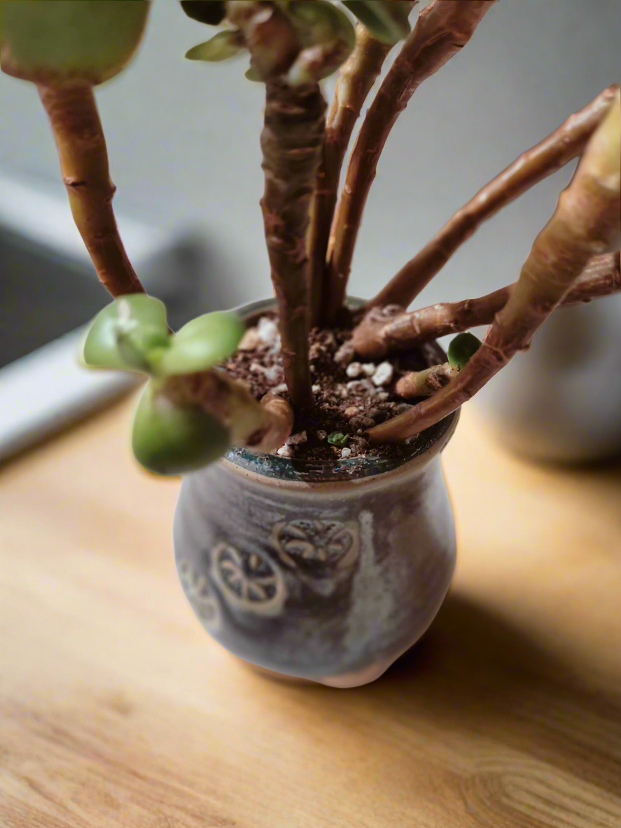 Succulent Rustic Pot Glow Grey – Jade Plant - SlowBloomGreens